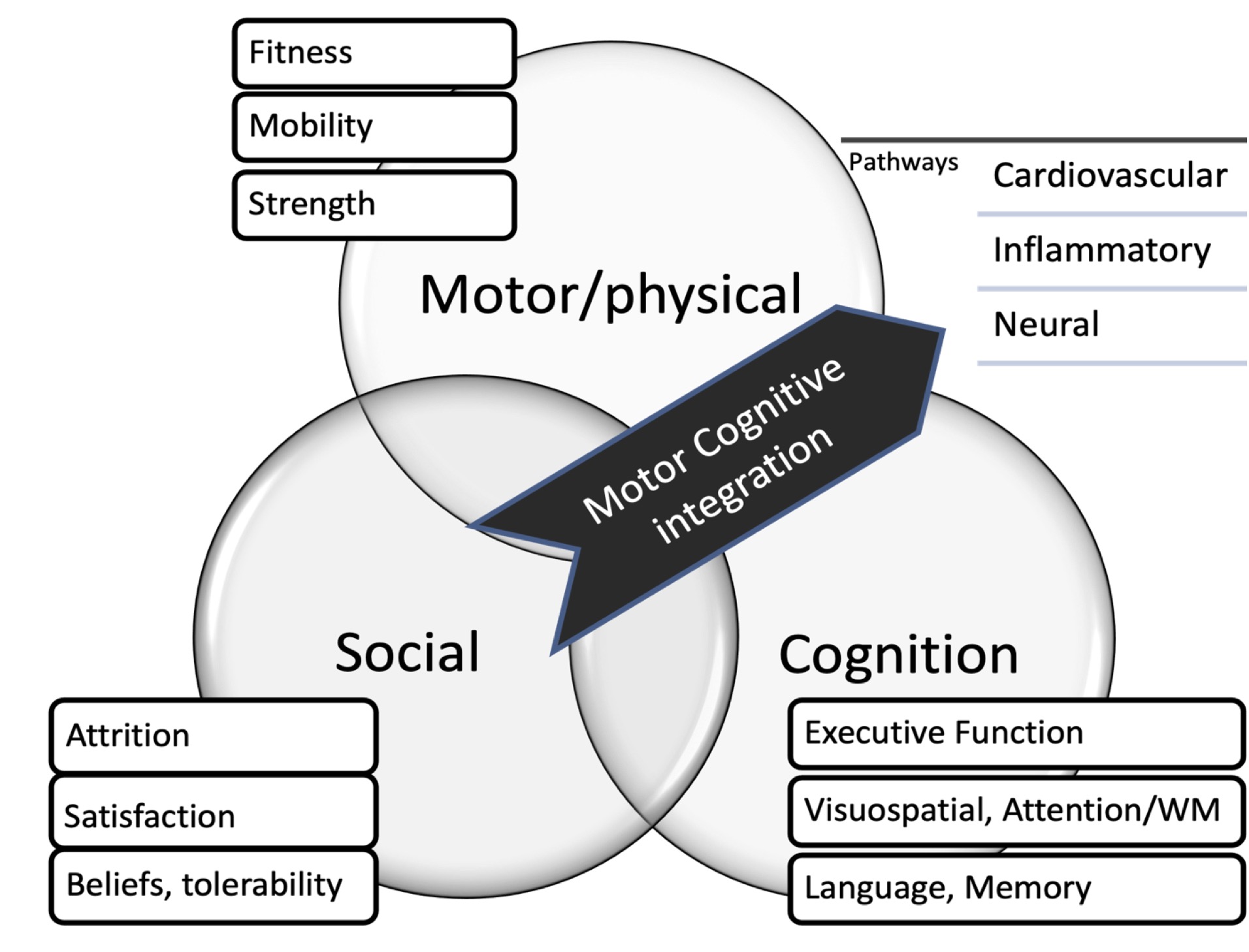 Black-and-white illustration of the domains in three intersecting circles. A big arrow labeled Motor Cognitive Integration points upward from left to right to three pathways of cardiovascular, inflammatory, and neural. Each domain contains three subcategories in clockwise order: Motor/physical — fitness, mobility, and strength; Cognition—executive function, visuospatial, attention/WM, and language, memory, and Social—attrition, satisfaction, and beliefs, tolerability.